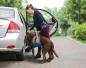 Preview: Kurgo Up & About Dog Lifter Blue/Charcoal Preview: Kurgo Up & About Dog Lifter Blue/Charcoal